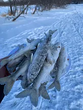 Зимняя (подледная) рыбалка на корюшку, река Холмовитка, Зобка