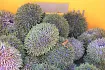 Морская Рыбалка бухты Вилючинская - Жировая - Русская - Бичевинка5